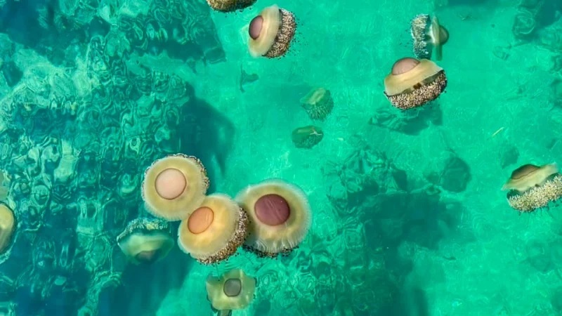 странни медузи