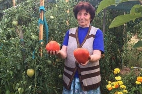 Леля Руми от Сандански ползва много проста рецепта за доматите, за да вади по цяла кофа от корен